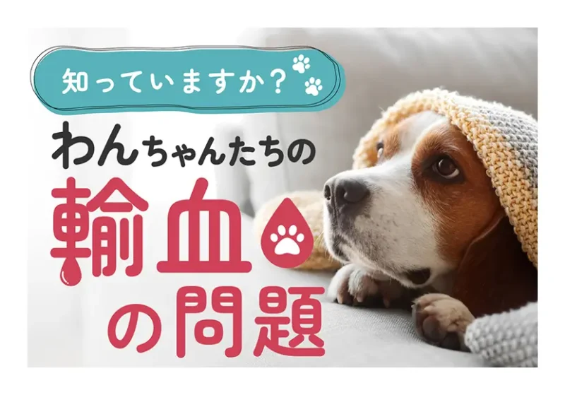 前の記事